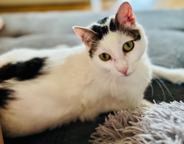 BAIRA is eagerly waiting for a home - your new loyal friend from the shelter
