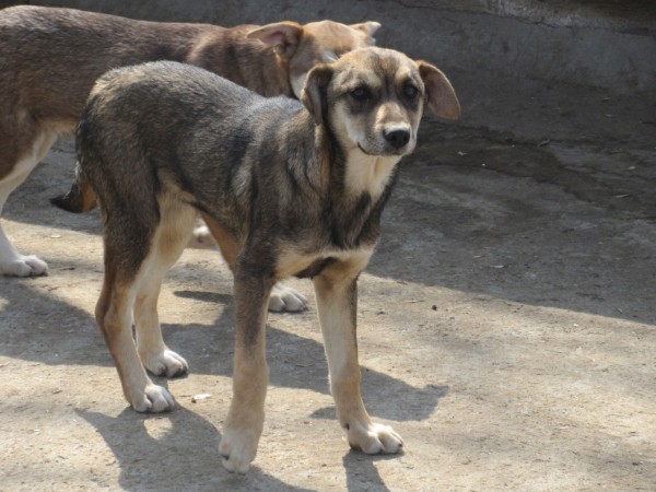 KRISTA is eagerly waiting for a home - your new loyal friend from the shelter