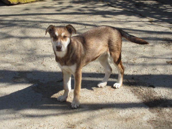 KRIS is eagerly waiting for a home - your new loyal friend from the shelter
