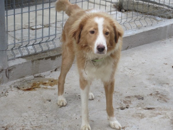 JERRY is eagerly waiting for a home - your new loyal friend from the shelter