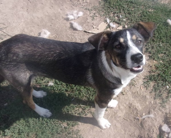 JENNA is eagerly waiting for a home - your new loyal friend from the shelter