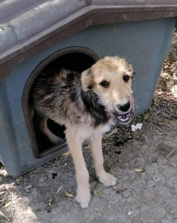 IVELIN is eagerly waiting for a home - your new loyal friend from the shelter