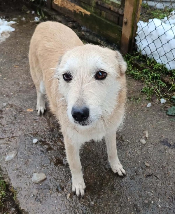 IVAILA is eagerly waiting for a home - your new loyal friend from the shelter