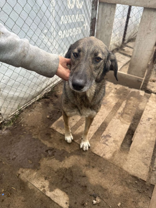 ISKRA is eagerly waiting for a home - your new loyal friend from the shelter