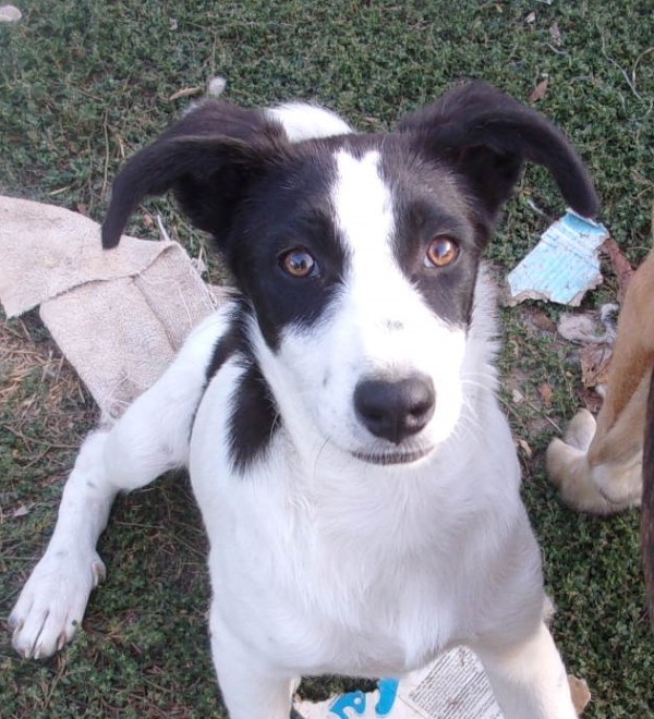 ILYANA is eagerly waiting for a home - your new loyal friend from the shelter
