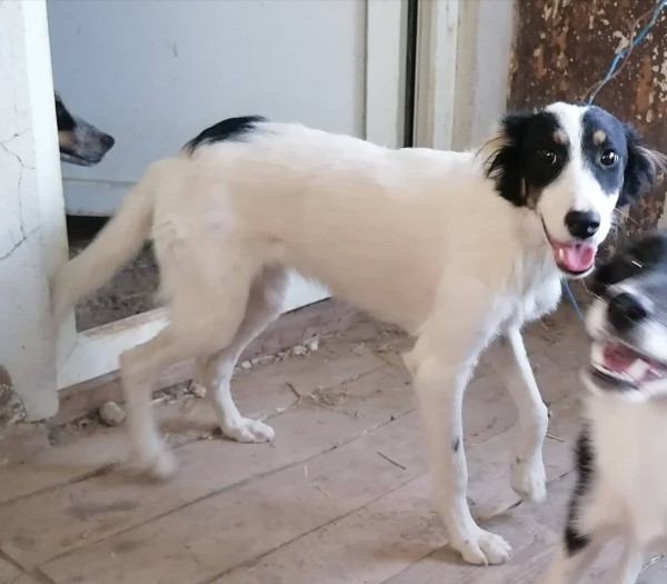 HRISANTEMA is eagerly waiting for a home - your new loyal friend from the shelter