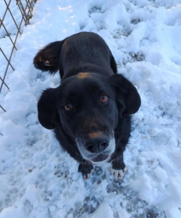 HERRA is eagerly waiting for a home - your new loyal friend from the shelter