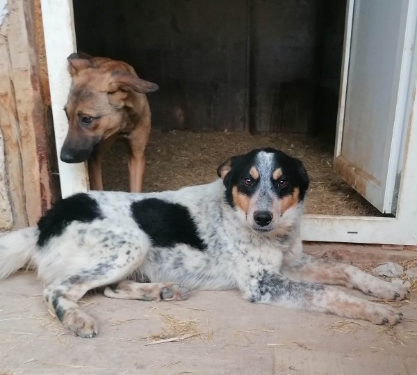 HARISAN is eagerly waiting for a home - your new loyal friend from the shelter