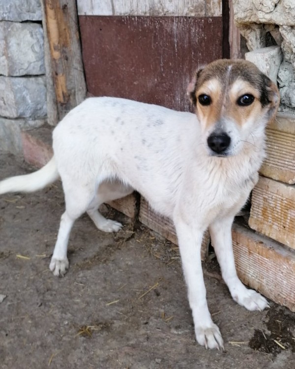 GREYTA is eagerly waiting for a home - your new loyal friend from the shelter