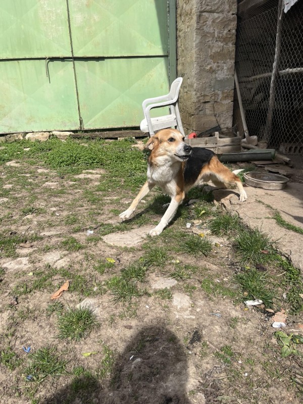 GOGO is eagerly waiting for a home - your new loyal friend from the shelter