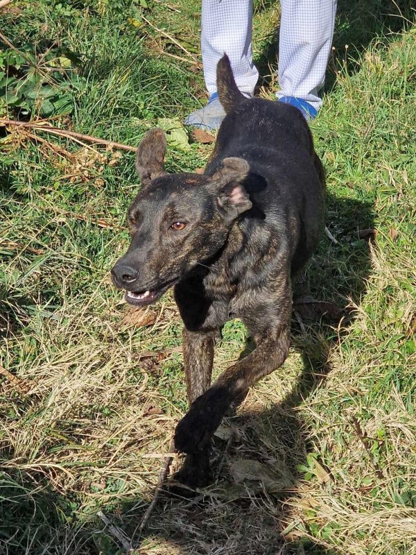 GEENA is eagerly waiting for a home - your new loyal friend from the shelter