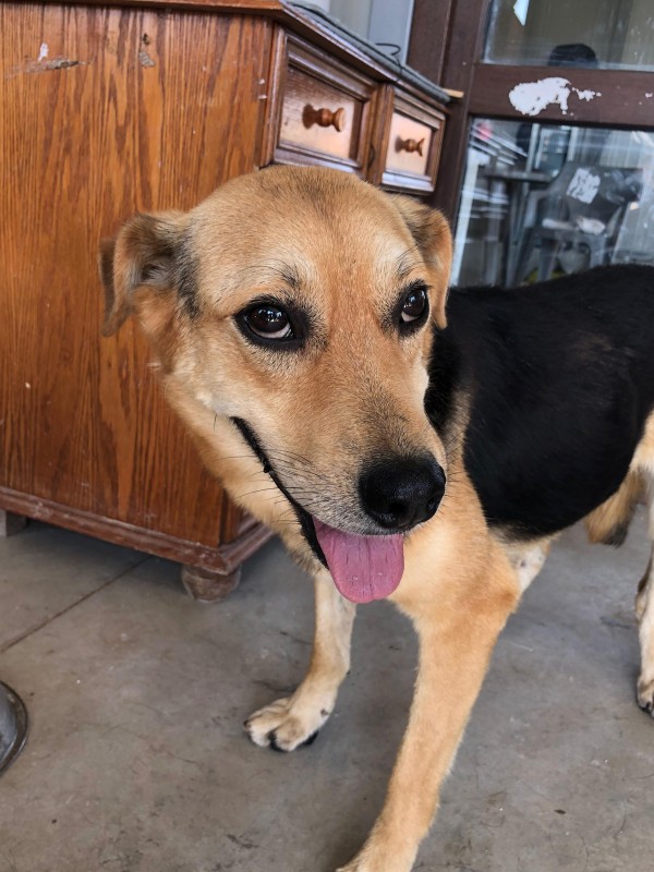 COCO is eagerly waiting for a home - your new loyal friend from the shelter