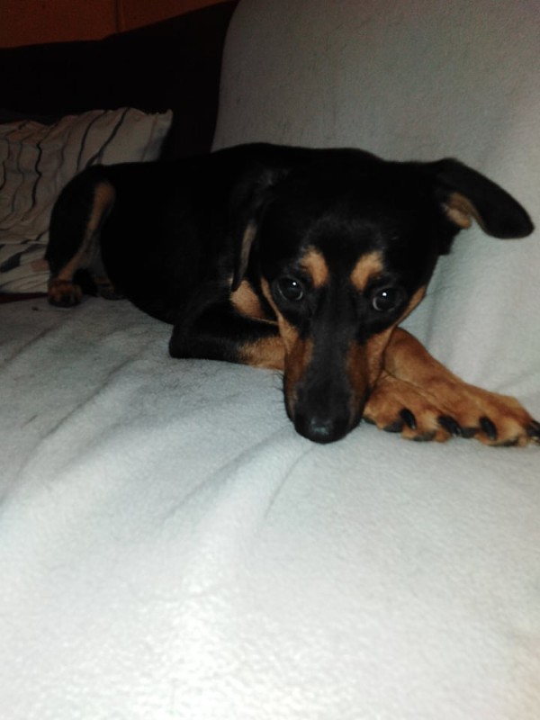 DENISA is eagerly waiting for a home - your new loyal friend from the shelter