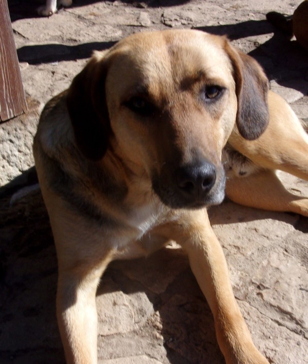 DIXON is eagerly waiting for a home - your new loyal friend from the shelter