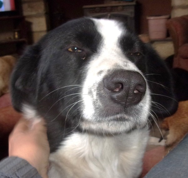 DOLF is eagerly waiting for a home - your new loyal friend from the shelter