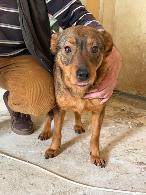 ELZA is eagerly waiting for a home - your new loyal friend from the shelter