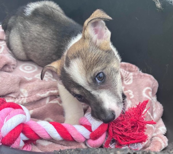 SERENA is eagerly waiting for a home - your new loyal friend from the shelter