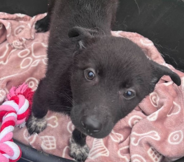 BLAIR is eagerly waiting for a home - your new loyal friend from the shelter