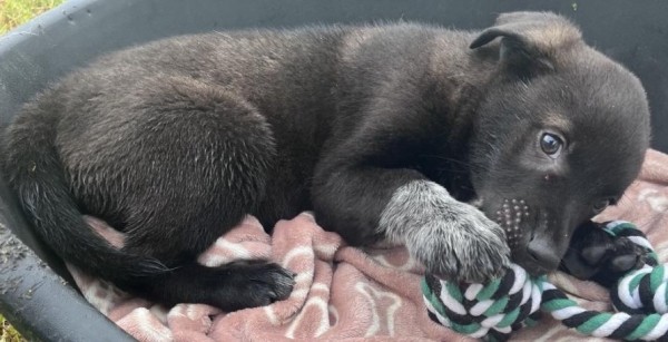 CHUCK is eagerly waiting for a home - your new loyal friend from the shelter