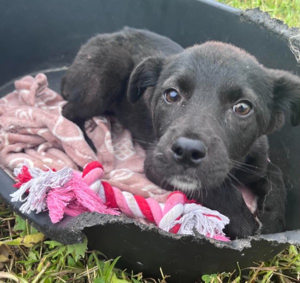 GEORGINA is eagerly waiting for a home - your new loyal friend from the shelter