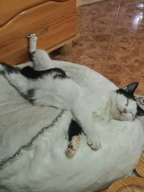 SERJ is eagerly waiting for a home - your new loyal friend from the shelter