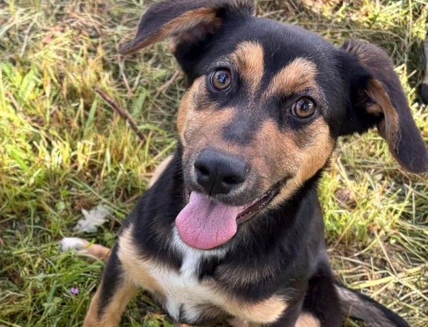 ELISSA is eagerly waiting for a home - your new loyal friend from the shelter