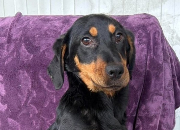 ELLY is eagerly waiting for a home - your new loyal friend from the shelter