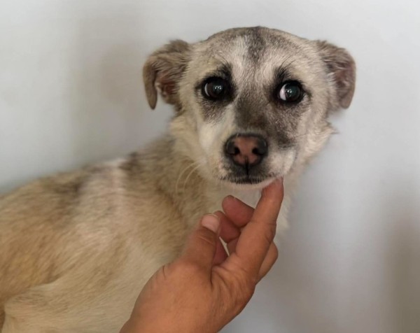 MIRI is eagerly waiting for a home - your new loyal friend from the shelter