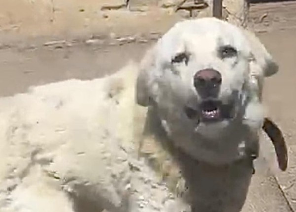 CLEOPATRA is eagerly waiting for a home - your new loyal friend from the shelter