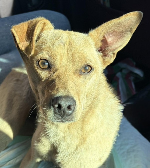 FANNY is eagerly waiting for a home - your new loyal friend from the shelter