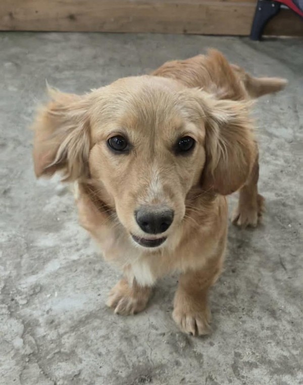 ARI is eagerly waiting for a home - your new loyal friend from the shelter