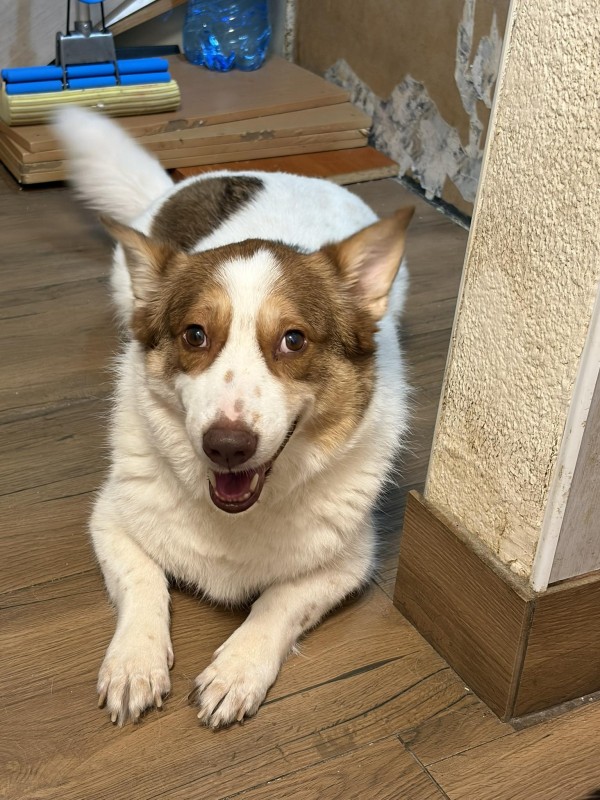 DONATELLO is eagerly waiting for a home - your new loyal friend from the shelter