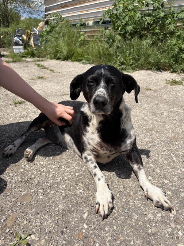 DYANA is eagerly waiting for a home - your new loyal friend from the shelter