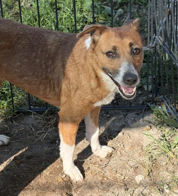 NADYA is eagerly waiting for a home - your new loyal friend from the shelter