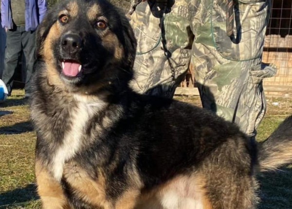 DEX is eagerly waiting for a home - your new loyal friend from the shelter