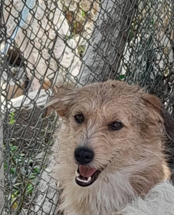 ALANI is eagerly waiting for a home - your new loyal friend from the shelter