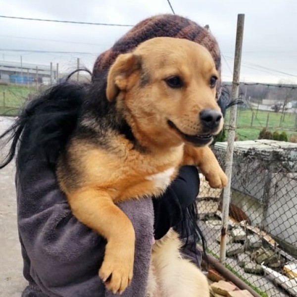 BARIA is eagerly waiting for a home - your new loyal friend from the shelter