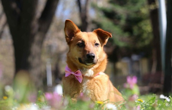 LISI is eagerly waiting for a home - your new loyal friend from the shelter