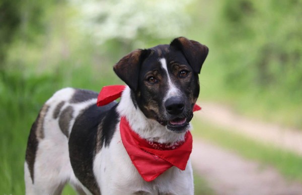 VILLI is eagerly waiting for a home - your new loyal friend from the shelter