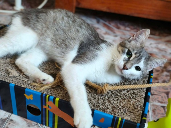 MAXI is eagerly waiting for a home - your new loyal friend from the shelter