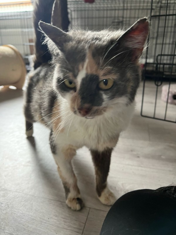 DAPHNE is eagerly waiting for a home - your new loyal friend from the shelter
