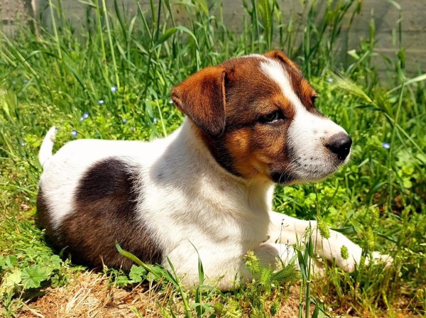 FRIDA is eagerly waiting for a home - your new loyal friend from the shelter