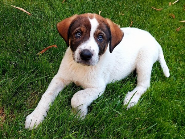 FRED is eagerly waiting for a home - your new loyal friend from the shelter