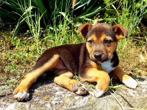 FREJAH is eagerly waiting for a home - your new loyal friend from the shelter