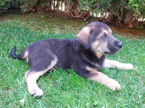 FELIKS is eagerly waiting for a home - your new loyal friend from the shelter