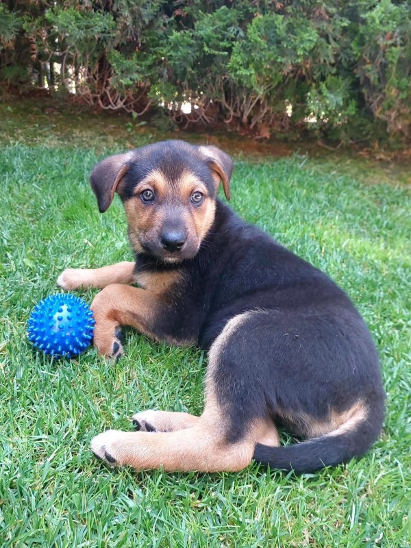 FARE is eagerly waiting for a home - your new loyal friend from the shelter