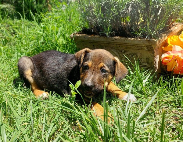 FIONA is eagerly waiting for a home - your new loyal friend from the shelter