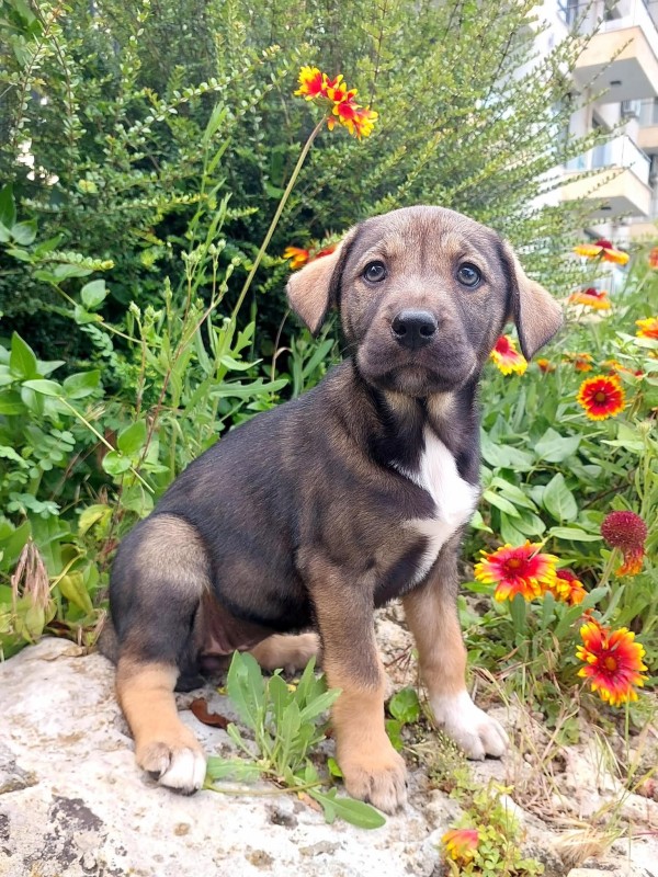 FUNNY is eagerly waiting for a home - your new loyal friend from the shelter