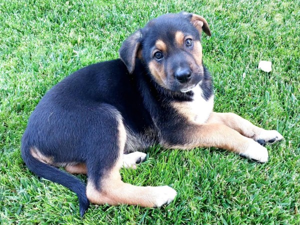 FALKO is eagerly waiting for a home - your new loyal friend from the shelter