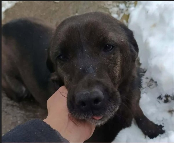 FINA is eagerly waiting for a home - your new loyal friend from the shelter